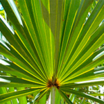 SAW PALMETTO EXTRACT  - Beseitigt die Ursache von Prostatitis. Normalisiert das Wasserlassen, stellt eine Erektion wieder her