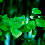 GINKGO BILOBA EXTRACT  - Aktiviert die Blutzirkulation in den Beckenorganen, stellt die Libido effektiv wieder her