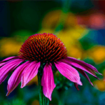 ECHINACEA EXTRACT  - Hat entzündungshemmende Wirkung, beschleunigt die Regeneration von geschädigtem Gewebe